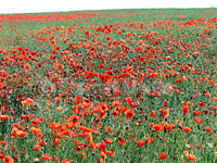 Mohn im Feld bei Meisdorf